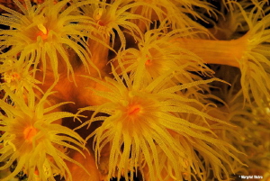 Underwater variation on Vincent van Gogh's sunflowers
Ni... by Margriet Tilstra 